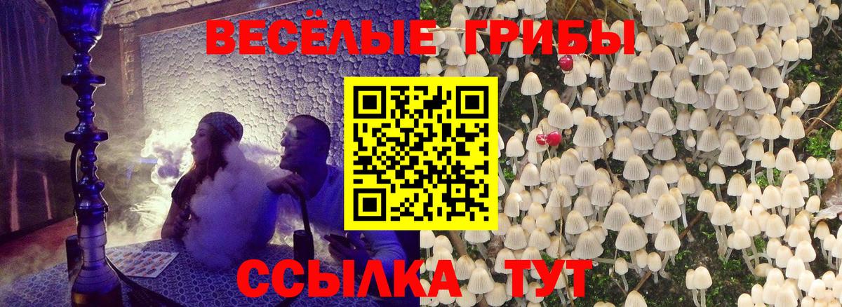 как найти   Вход с VPN  Сызрань  Псилоцибиновые грибы Cubensis 
